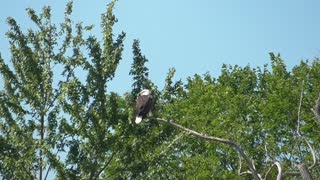 330 Toussaint Wildlife - Oak Harbor Ohio - Just Wonderful Having This Great Bird In My Back Yard