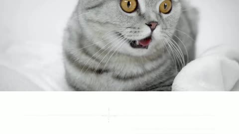 wow so cute cat #shorts #trending #tiktok #cat #video #shortsfeed #viralshort #shortfeed
