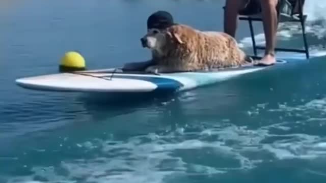 The Dog and man are surfing together