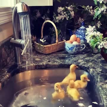 Cute little ducklings go for a swim in the kitchen sink