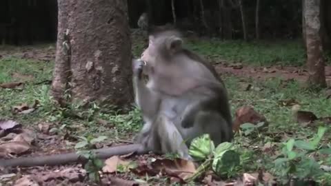 17 FUNNY MONKEYS Cute And Funny Monkey Videos Compilation BEST OF