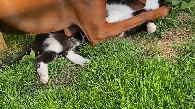 Backyard Wrestling with Pearl and Norm