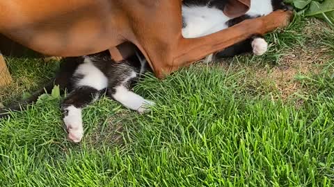 Backyard Wrestling with Pearl and Norm