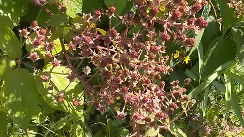 Blackberry Bush