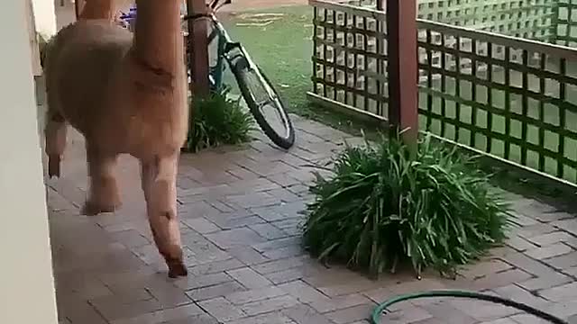 Alpacas playing in the yard