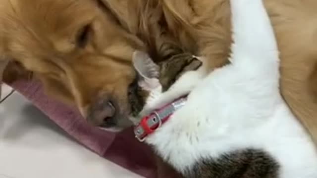 BETS WATCH VIDEO REALLY FUNNY... BEAUTIFUL VIDEOS
