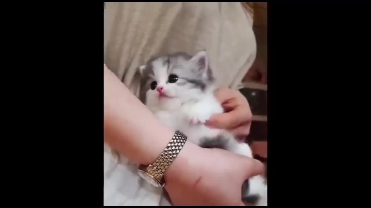 Best Funny and Cute Cat Videos- 2021