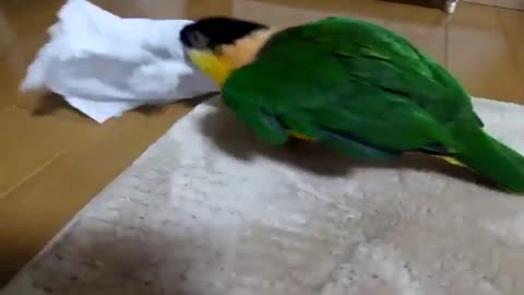 a funny parrot crawling