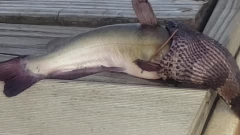 Snake Tries to Swallow Fish Whole