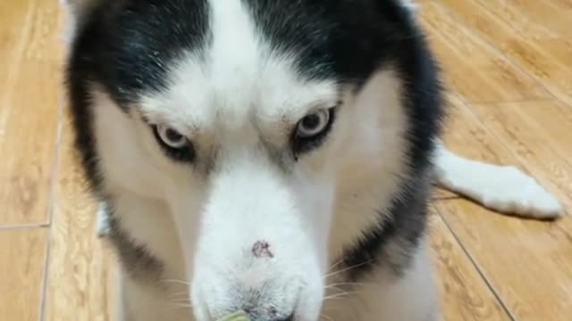 Husky dog furious 😳