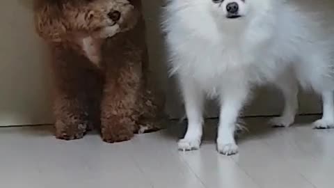 Puppy being scolded