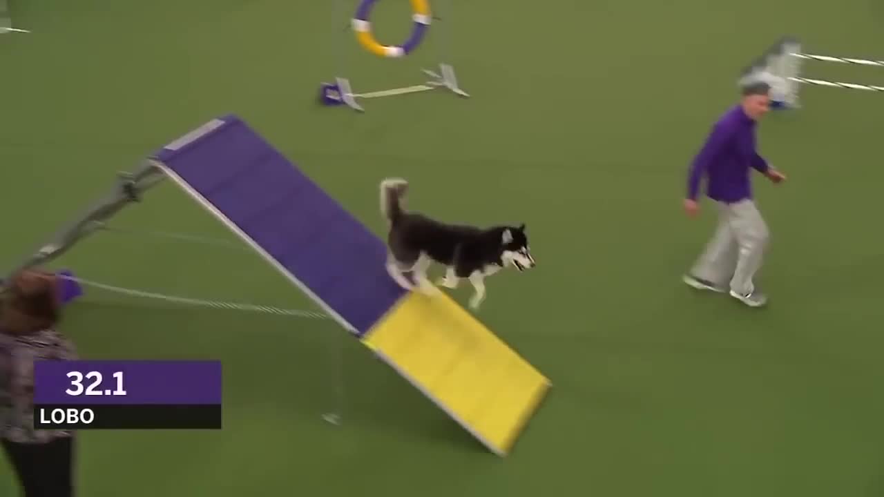 Dogs: husky vs border collie agility