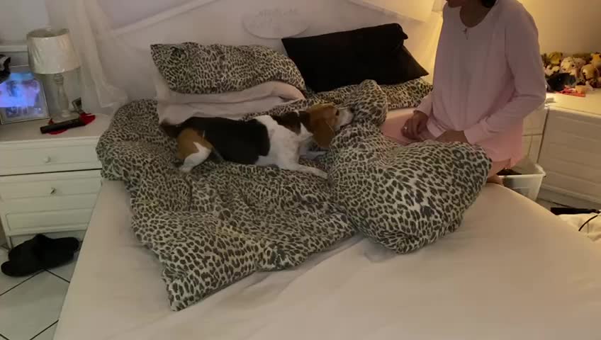 Dog refuses owner to make up the bed