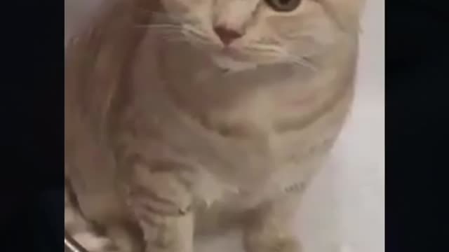 cute fluffy cat taking a bath