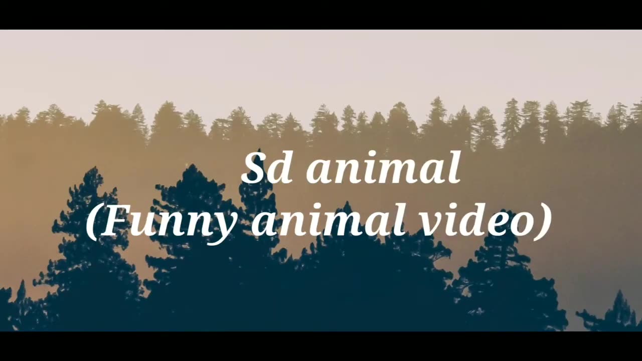 Funniest Animal - Best of funny animal video