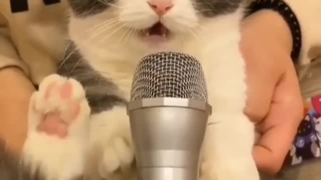 Cat Singing 🐱‍👓