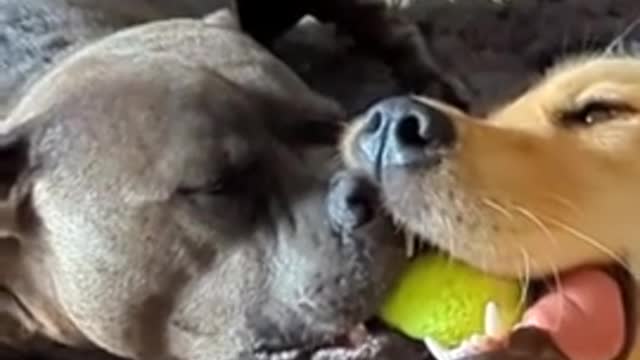 Silly doggies each refuse to give up favorite toy