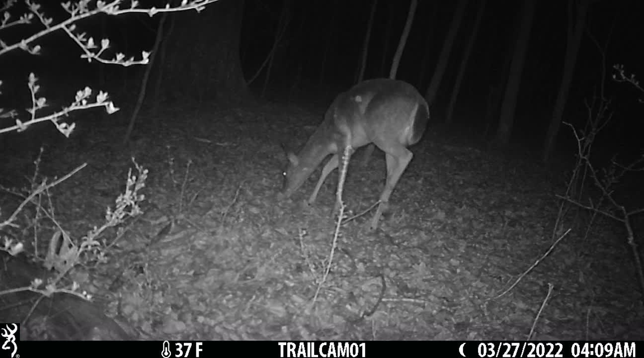 deer getting ready to bed down.