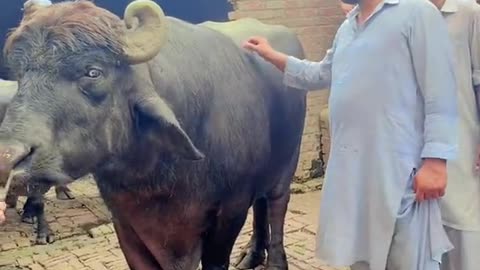 Beautiful baffalo
