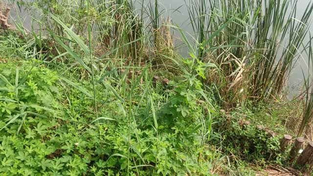 This plant can be used medicinally
