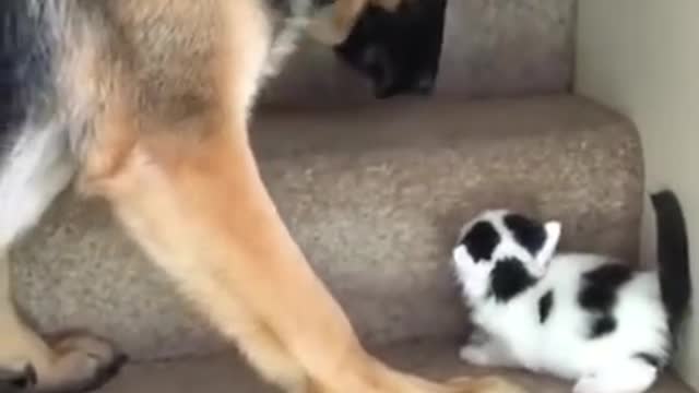 Dog Carries Kitten Upstairs.