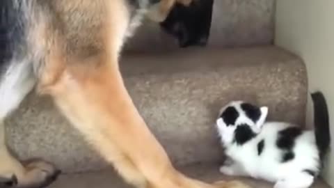 Dog Carries Kitten Upstairs.