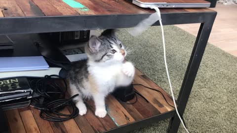 Cute Cats Doing Cute Things