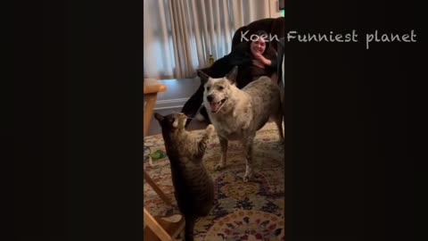 Very funny cats and dogs video 2023