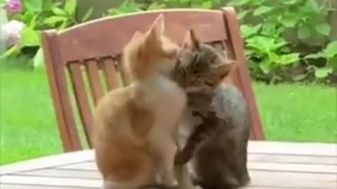Cat 1: "You're my best friend", Cat 2: "I love you too, man"