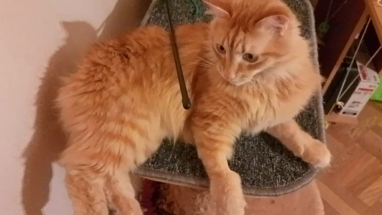 fun with cat