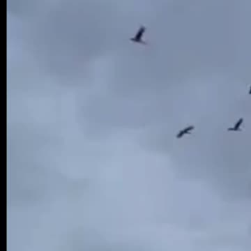 Geese come back HOME