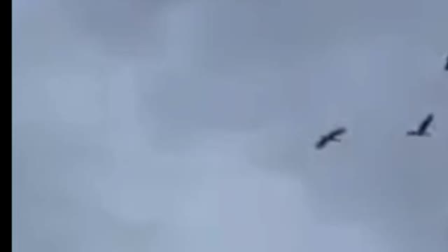 Geese come back HOME