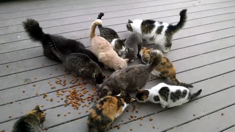 no more cat please