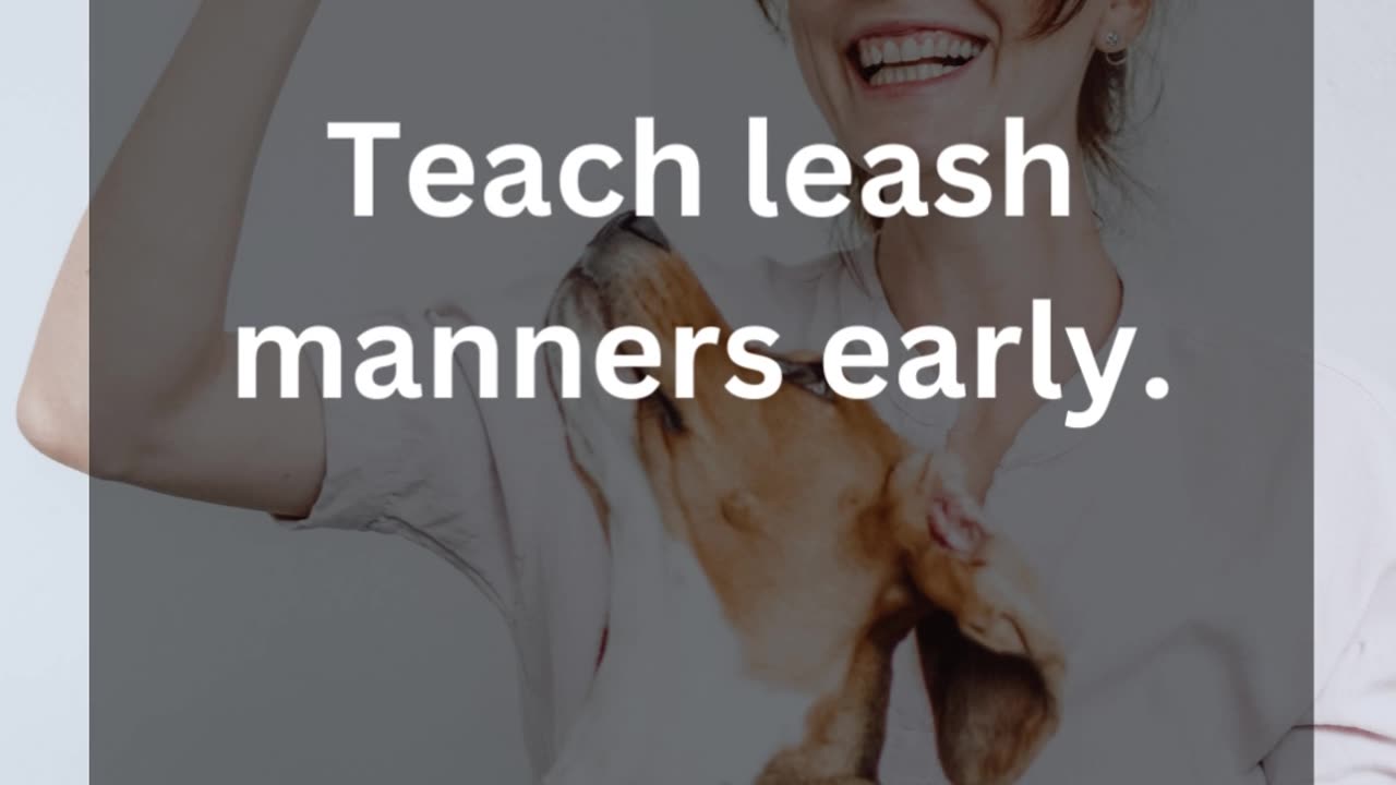 Leash Harmony: Teach Your Dog to Walk with Pride!