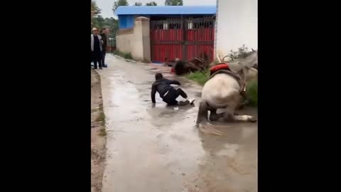 Horse falling