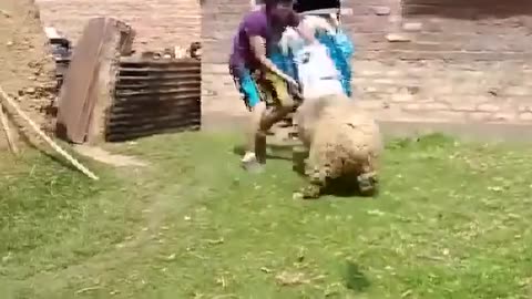 Funniest goat attacking humans compilation lol