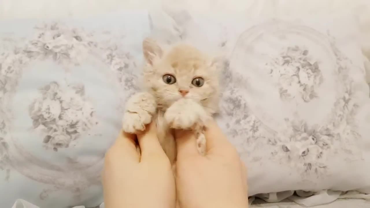 Funny Animal Videos | Cute Animal Videos | Funny Dog | Cat Videos | Viral Videos | BOOST SELF