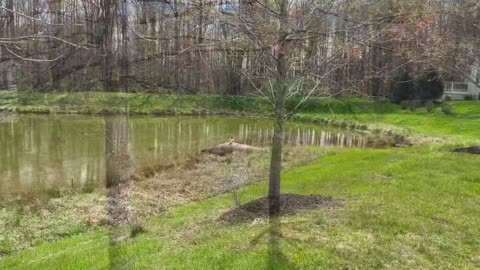 Spring Around the Pond