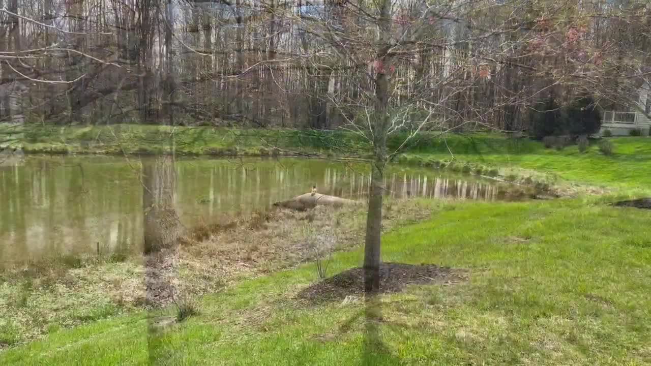 Spring Around the Pond