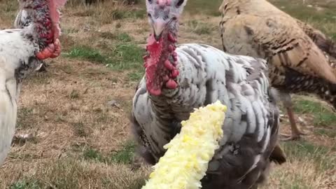 Turkeys turn their beaks up at free dinner