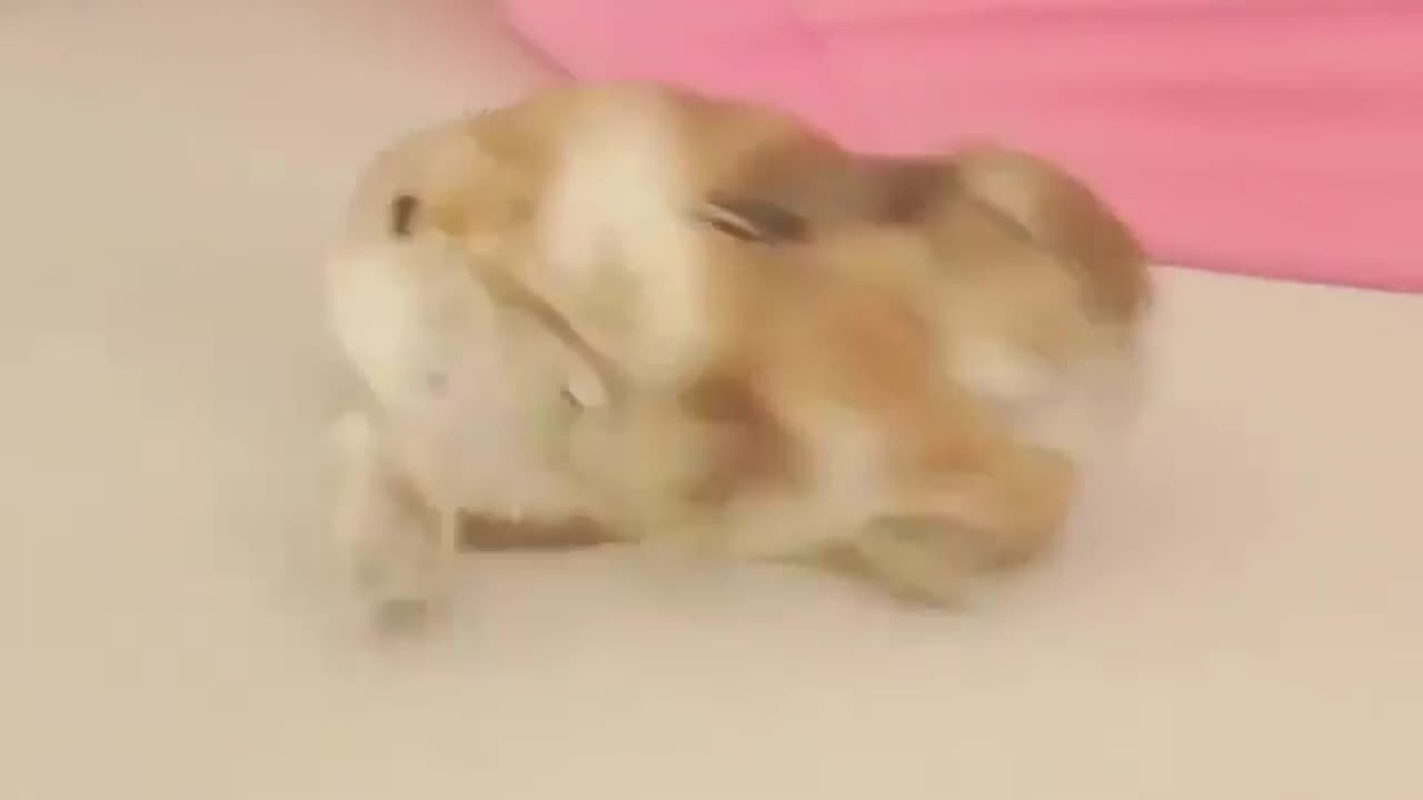 Rabbit falling down while sleeping