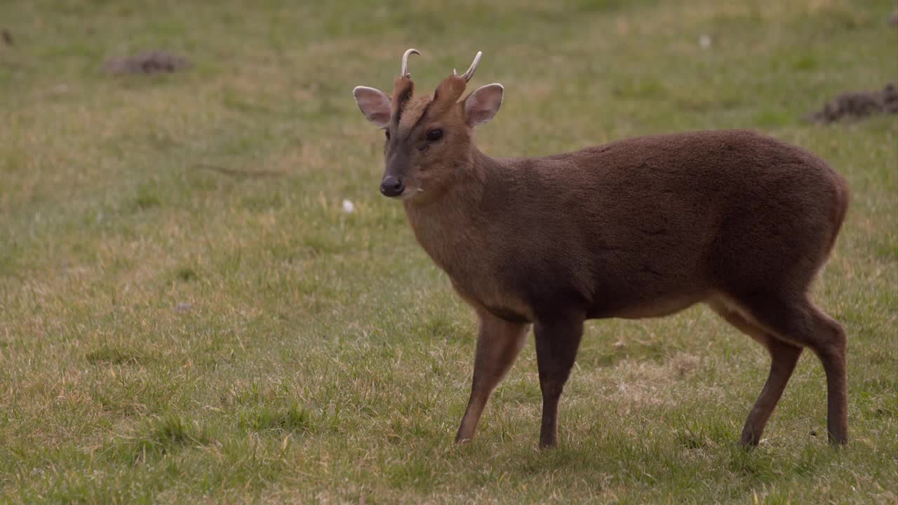 Muntjac Deer Grazing