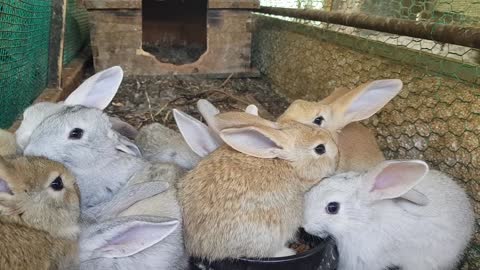 Cute rabbits at a farm in the countryside.