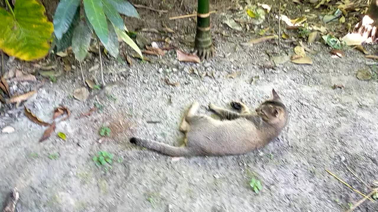 Cute Cat