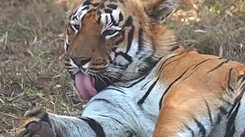 Tiger.