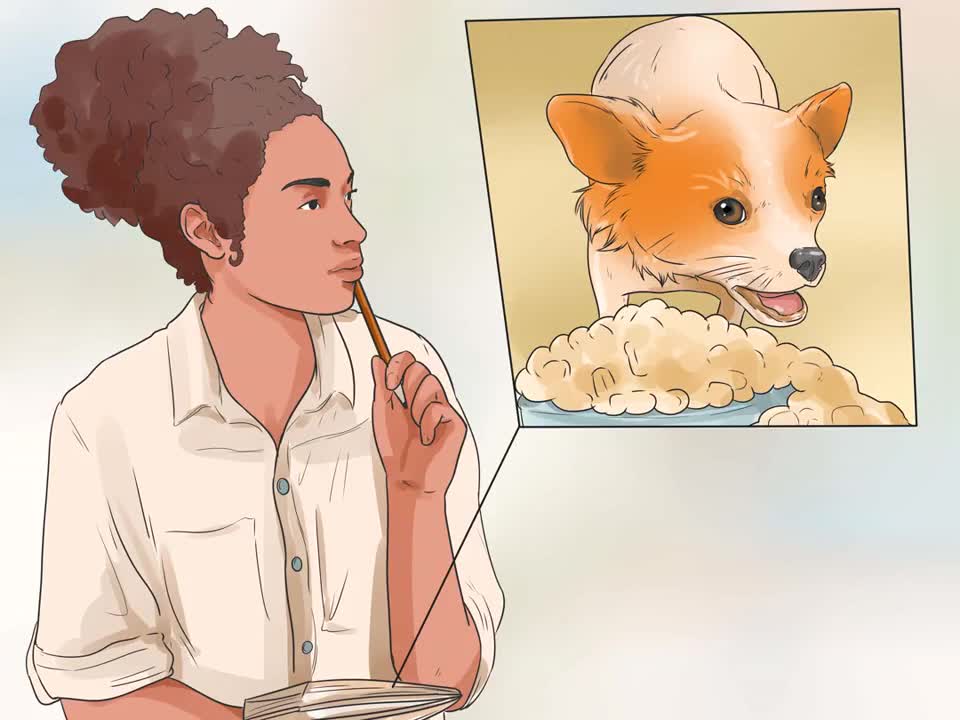 How to take care of your Chihuahua