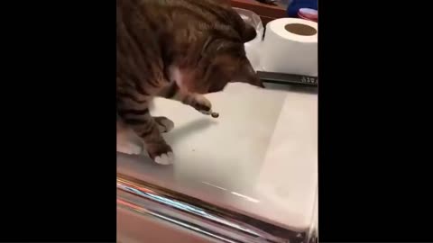 Cute and funny videos of pets