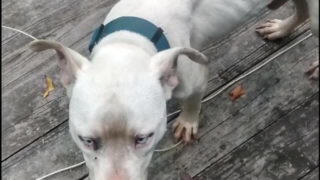 The rescued dogo Argentino Hank, including before pics