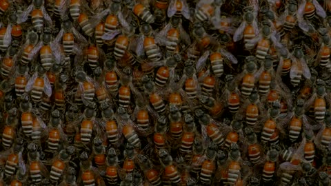 Welcome into the world of the bees