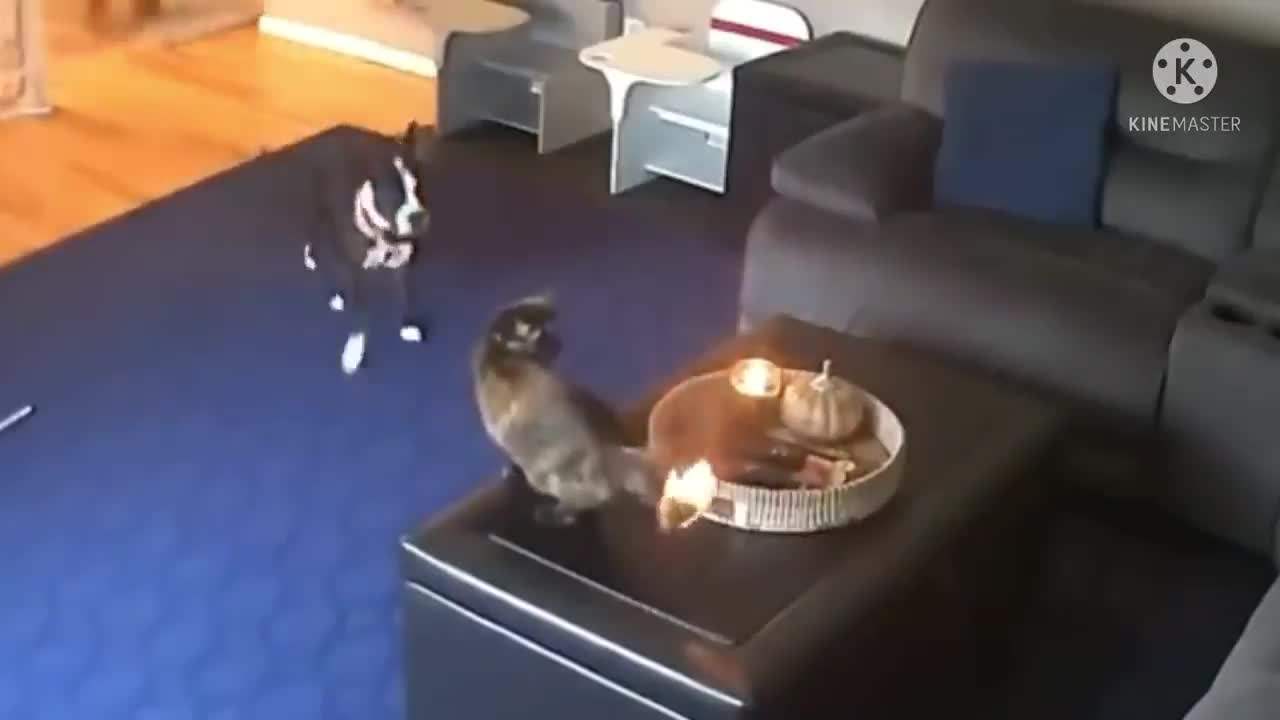 Cat caught on fire (must watch)